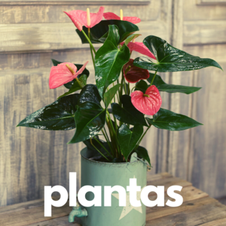 Plantas